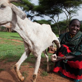 Community gender profiles help target small ruminant value chain interventions in Ethiopia
